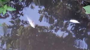 PIDEN INVESTIGAR MORTANDAD DE PECES