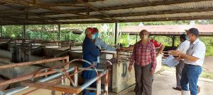 Denuncian supuesta falta de alimentos en la cría de cerdos del INA.