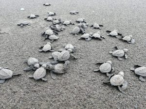 Ministerio de Ambiente, continua con programa de liberación de neonatos de tortugas.