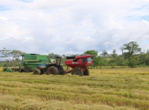 Buscan alternativas para no aumentar el precio del arroz.
