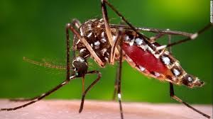 Confirman caso de Zika en Veraguas