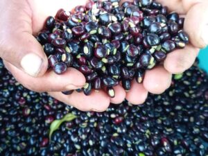 Productores de San Francisco comercializan el guandú a mercados nacionales.