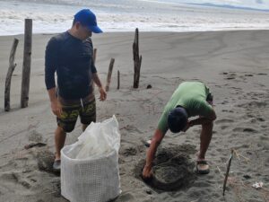 Mar de fondo arrasó con vivero de tortugas en Mata Oscura