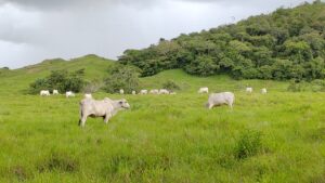 Un nuevo caso de rabia paralítica bovina en Montijo.