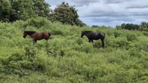 Un caso positivo de encefalitis equina enciende las alarmas en Veraguas.