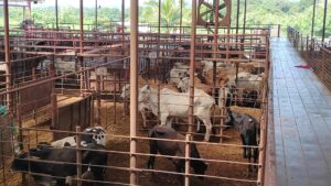 Condenan a 5 años de cárcel a un hombre por hurto pecuario en Veraguas.