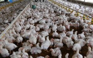 Alerta zoosanitaria por brote de enfermedad aviar en finca de San José de San Francisco.