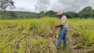 En Panamá se celebra el día del productor cada 8 de octubre.