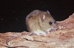 Confirman caso de Hantavirus en Veraguas.