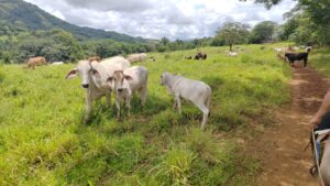 MIDA interviene finca agropecuaria por caso de rabia bovina en San Francisco.