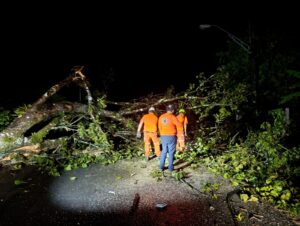 Lluvias provocan múltiples caídas de árboles en Veraguas.