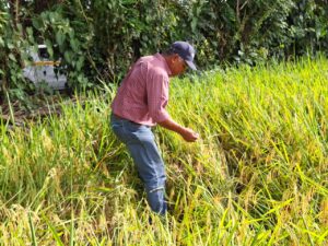 Evalúan posibles afectaciones en la producción de arroz en Mariato.