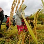 INICIAN INVENTARIO NACIONAL DE ARROZ