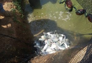 PRIMERA COSECHA EN LA COMARCA