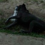DENUNCIAN MATANZA DE PERROS
