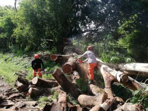 Sacrifican árbol por seguridad en la vía nacional hacia el distrito de Soná.