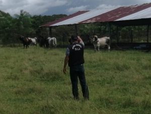 Policía Nacional recupera ganado con denuncia de hurto pecuario en Mariato.